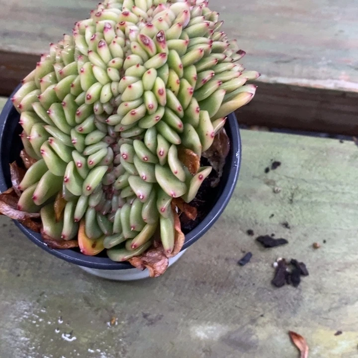 茼*一物一拍东云杂多肉105