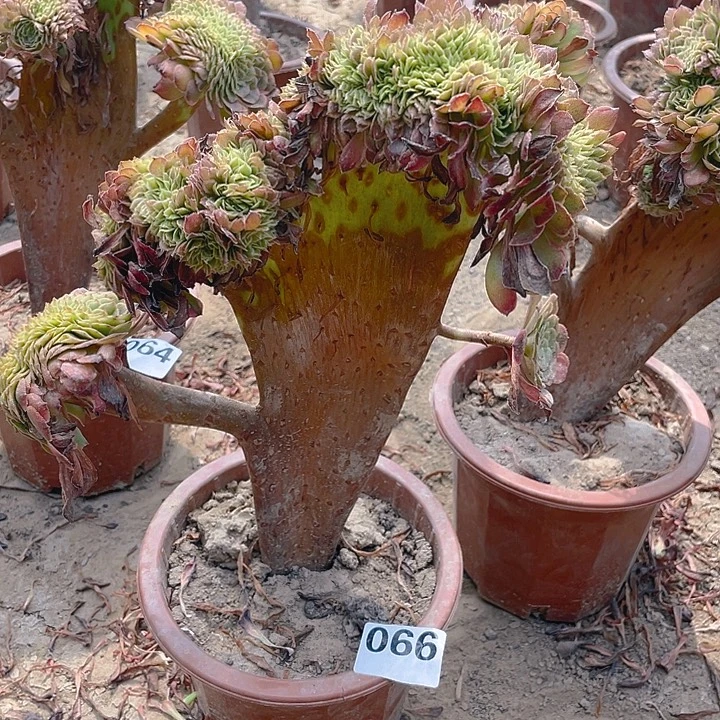066黑金刚造型整板