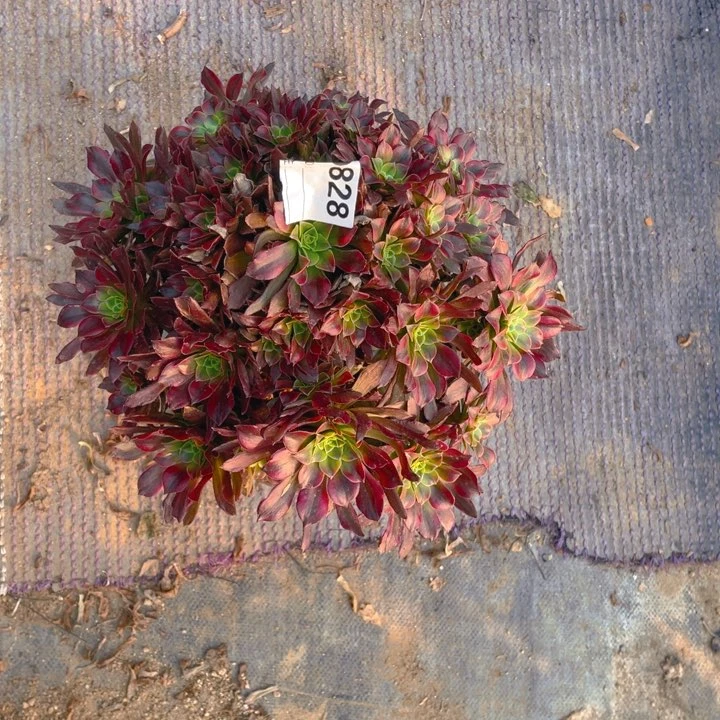 多肉安纳法师828