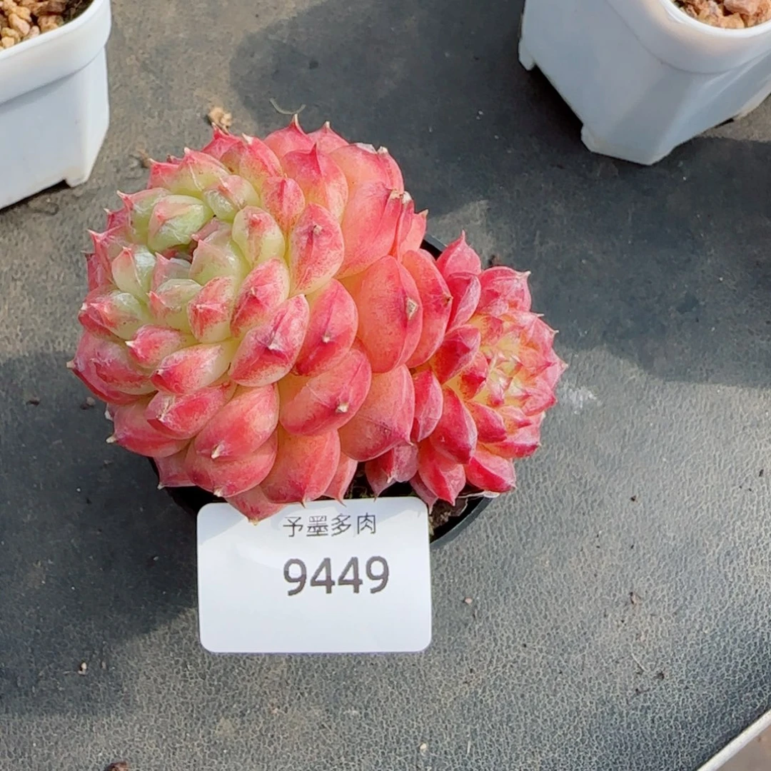 孤品珍妮，9449多肉植物