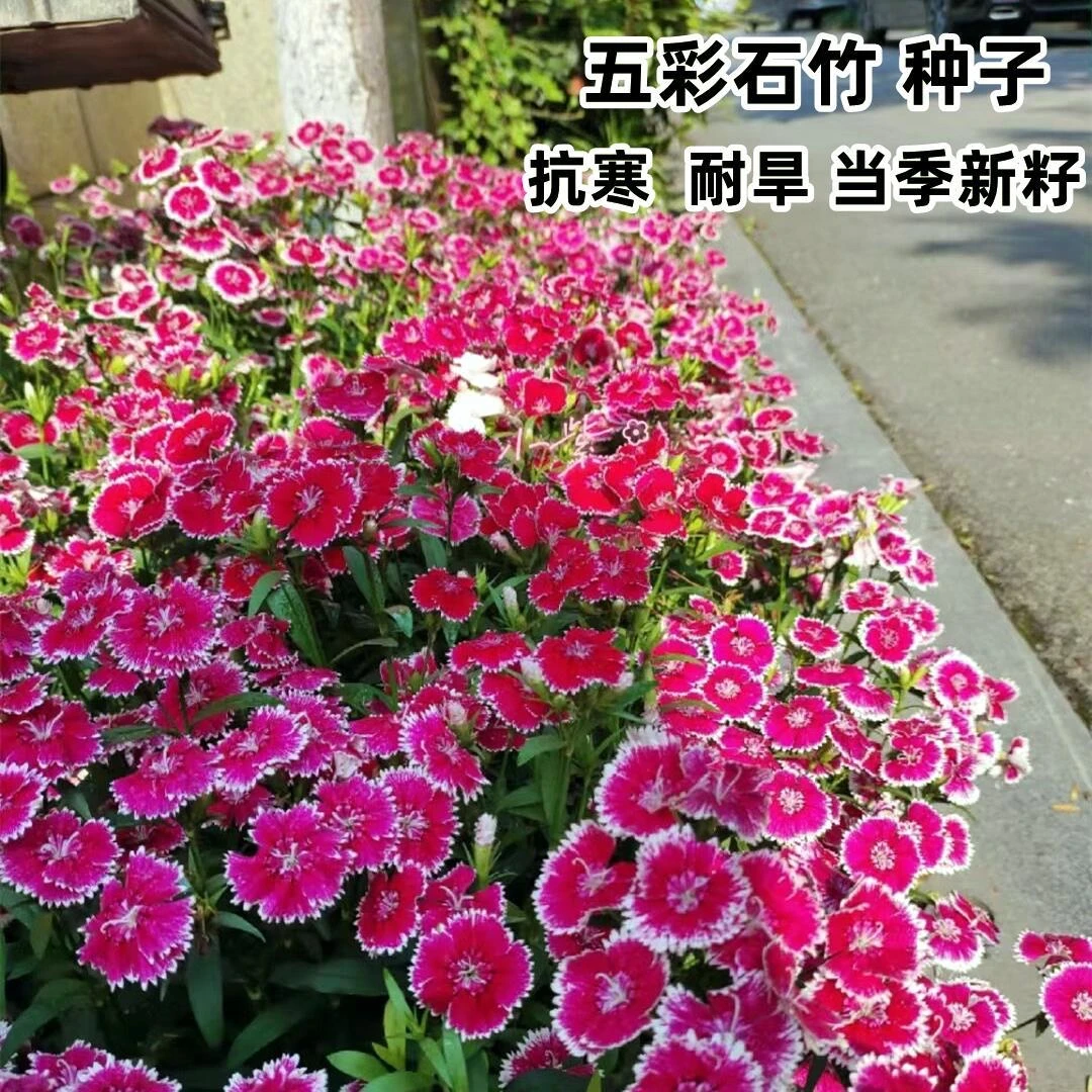 五彩石竹美国石竹耐寒矮生四季播种庭院花盆盆栽花卉种子