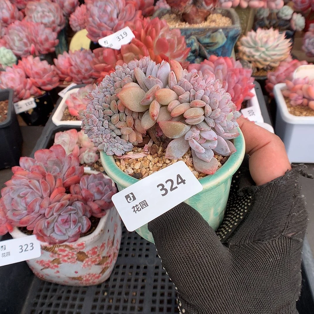 324星影石化多肉植物6666