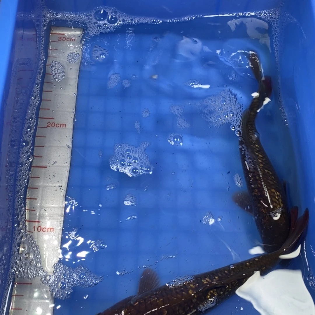 锦鲤冷水锦鲤包邮