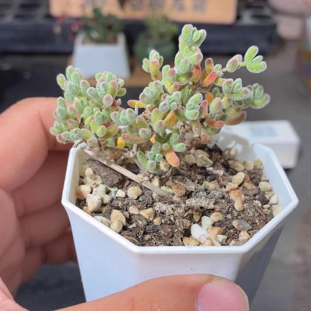 彩色冰晶枝干多肉9.9包邮发货