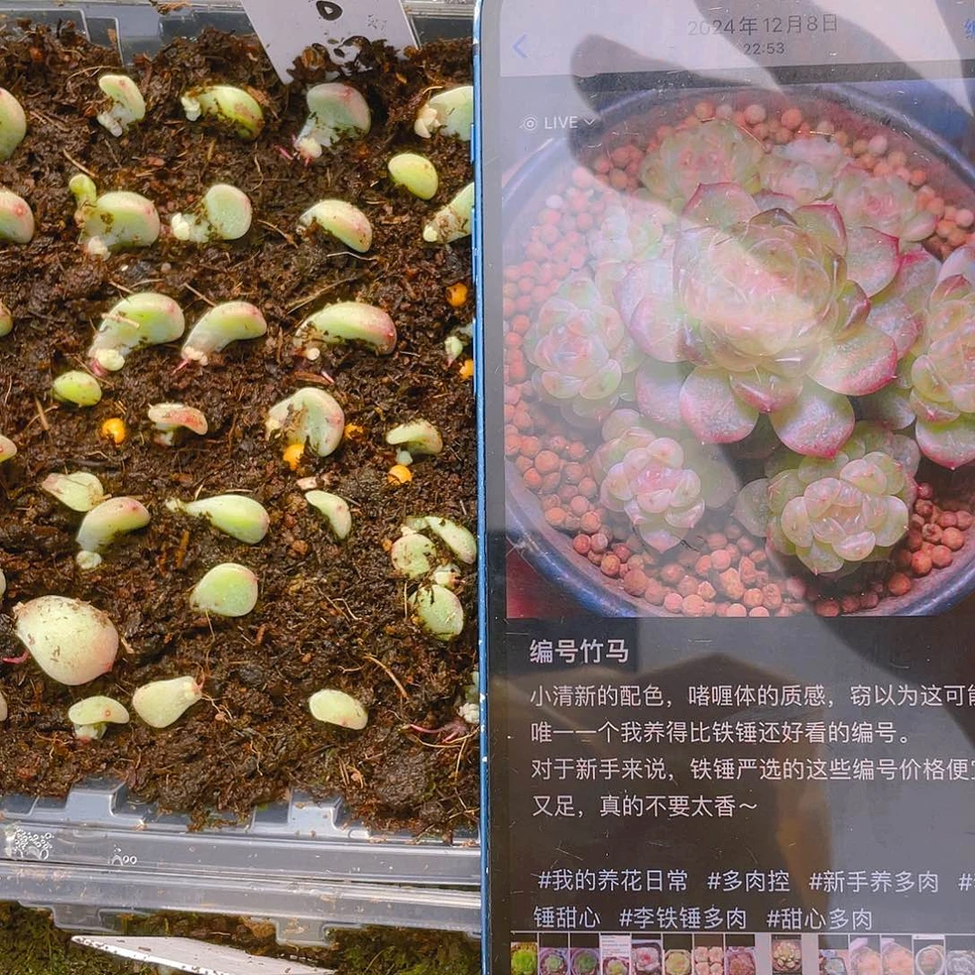 竹马芝麻苗一个满25包邮