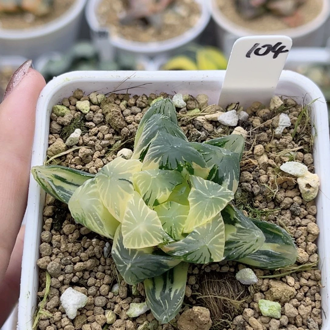 104夏末玉露锦福利专场