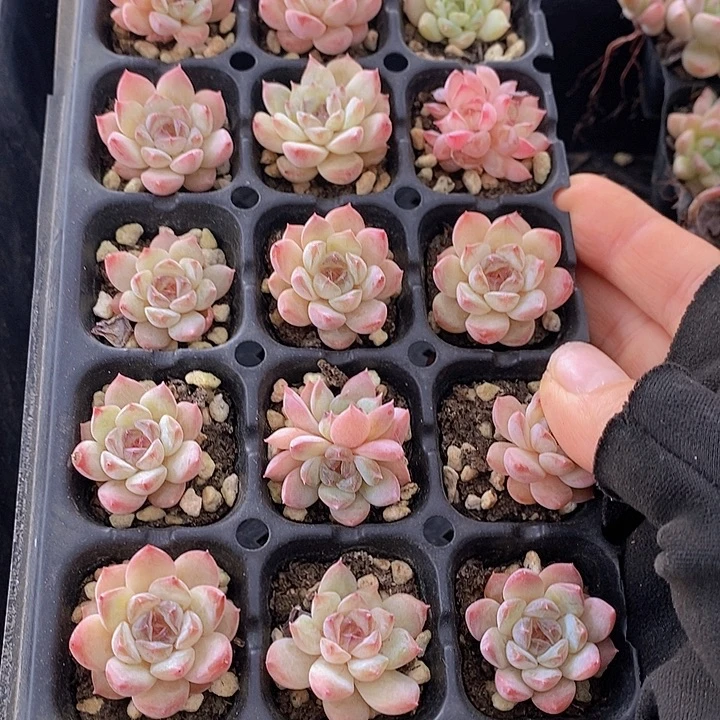 108 多肉植物盆栽花卉
