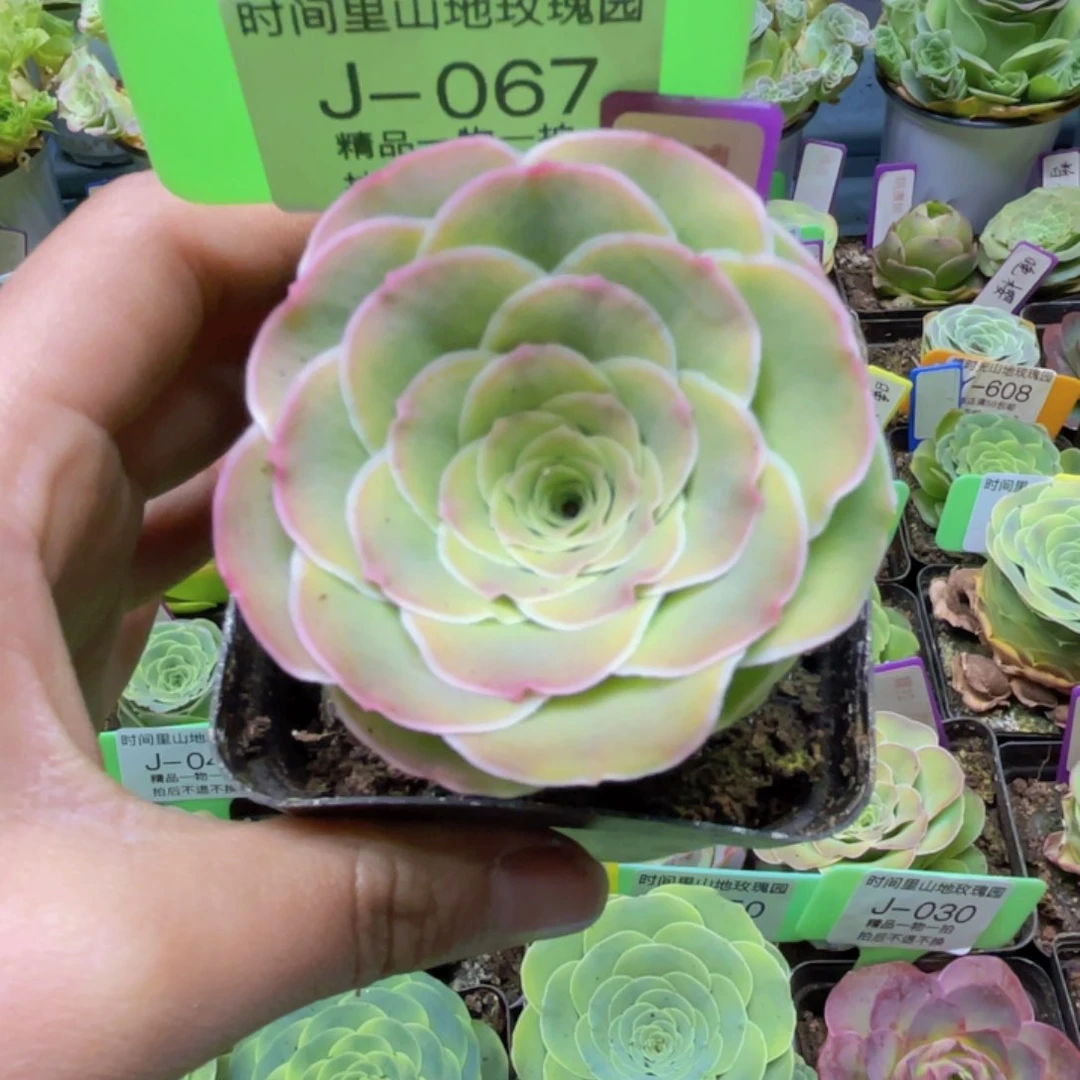 霓拉多肉J067一物一拍