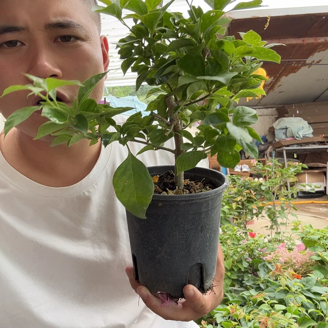 无花朵三角梅62号