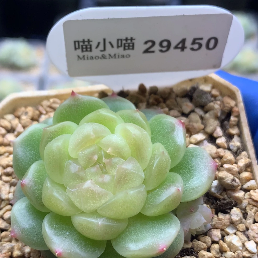 多肉植物杂交珍妮