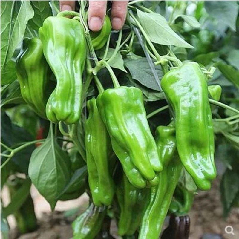 正宗薄皮辣椒秧苗可食用新鲜青椒秧苗庭院生长四季种植高产基地苗