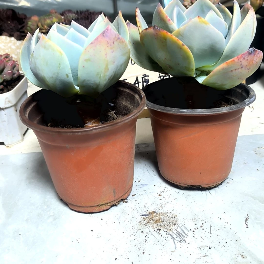 满6元包邮，白凤大颗老庄