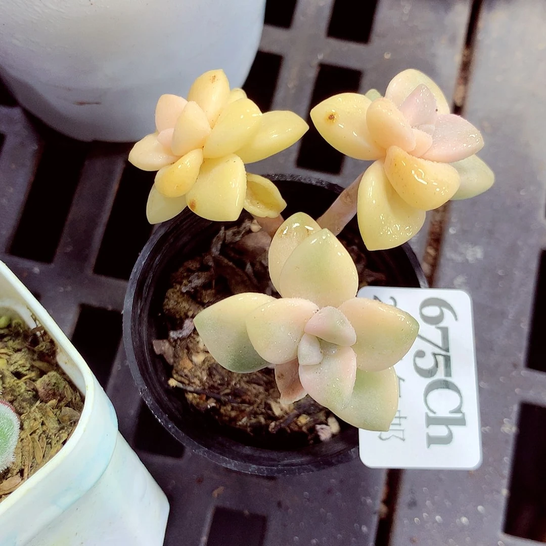 5厘米盆精控多肉673