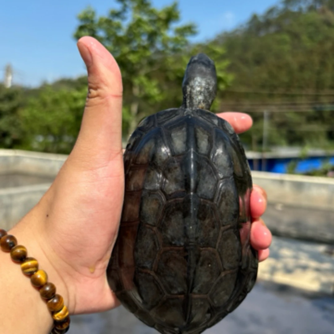 一只正宗外塘9年墨龟【请勿私自下单私自下单发龟粮】