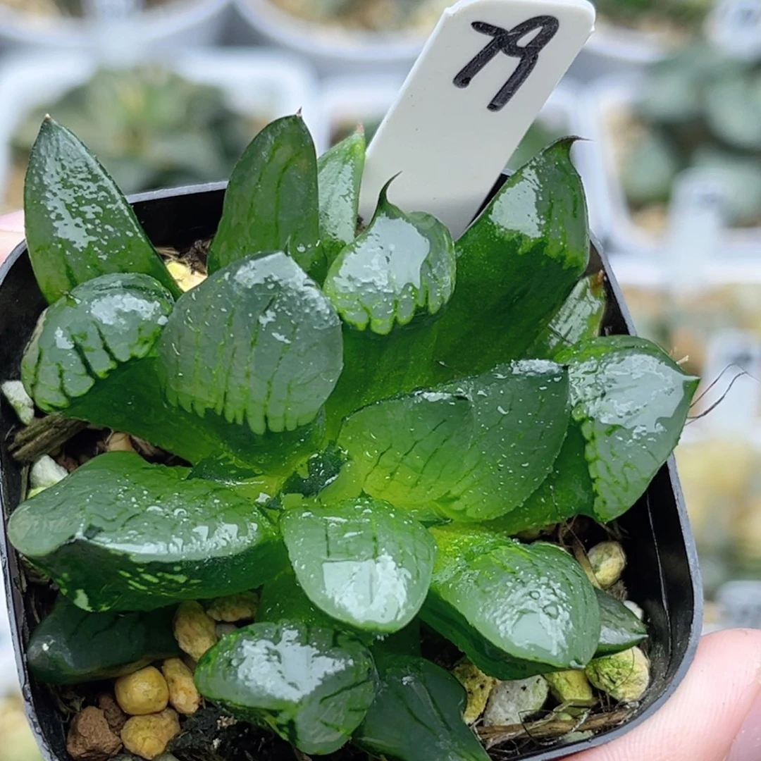 79缀化裹克福利专场