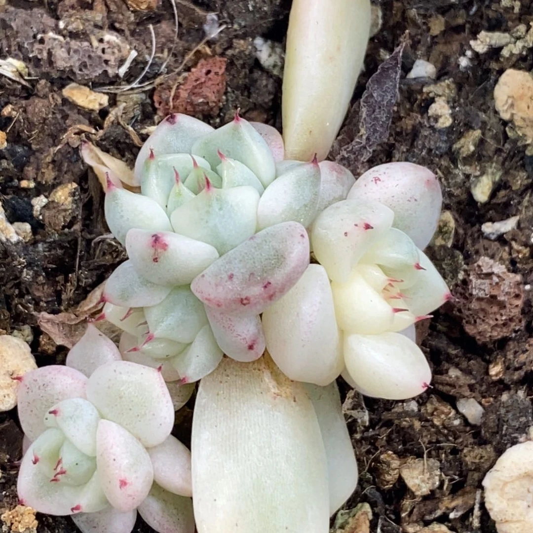 591妲己锦底座四头