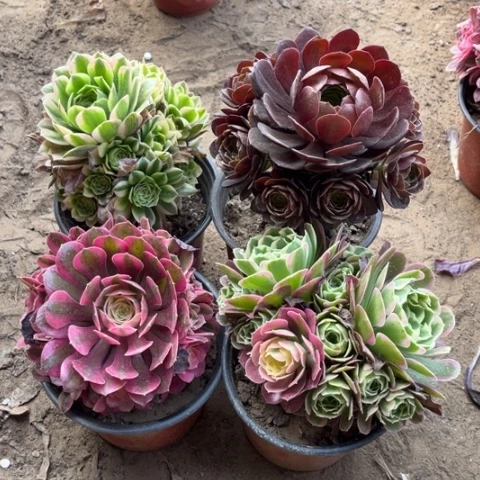 927多肉植物组合