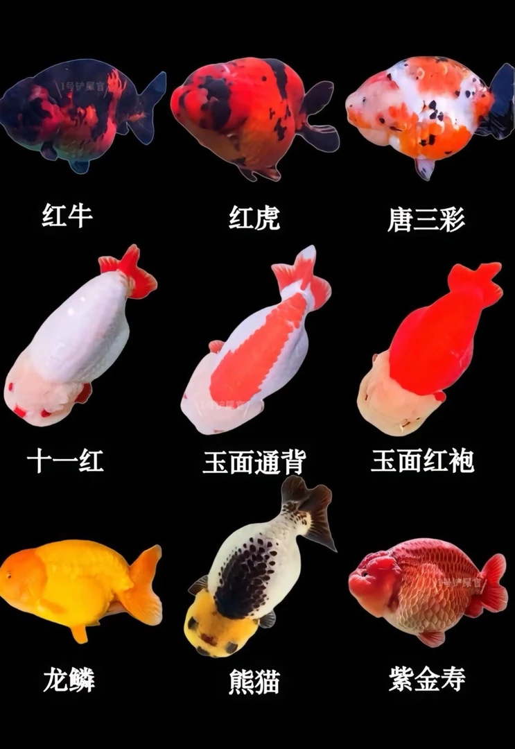 兰寿泰狮金鱼冷水观赏鱼苗活体好养耐活招财鱼苗