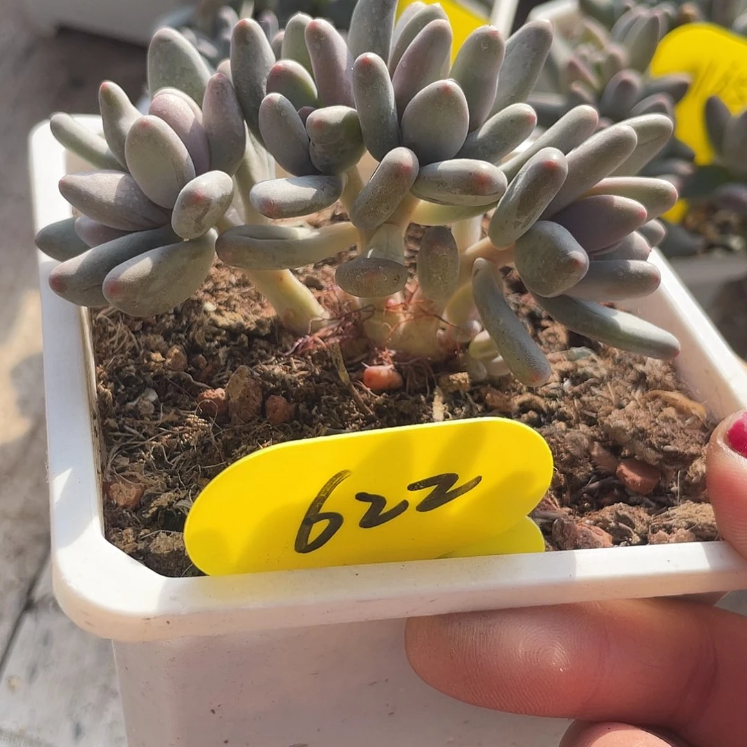 白兰地损失多肉植物622