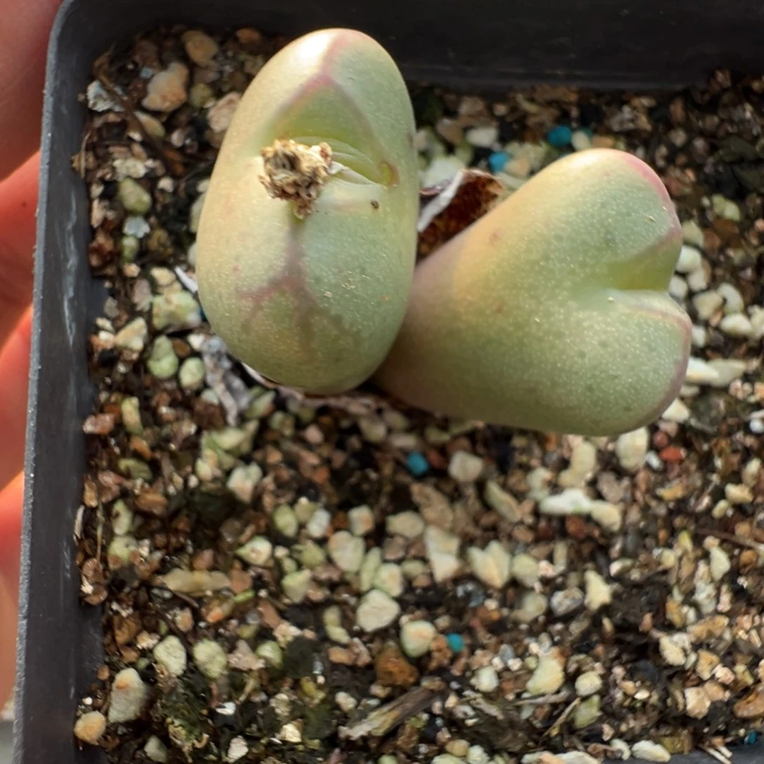 16-23肉锥多肉植物