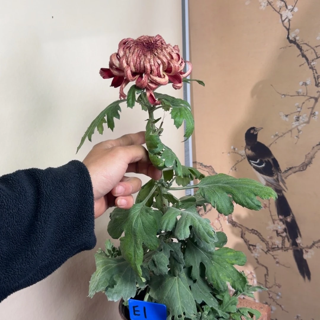 完全开放E11111111