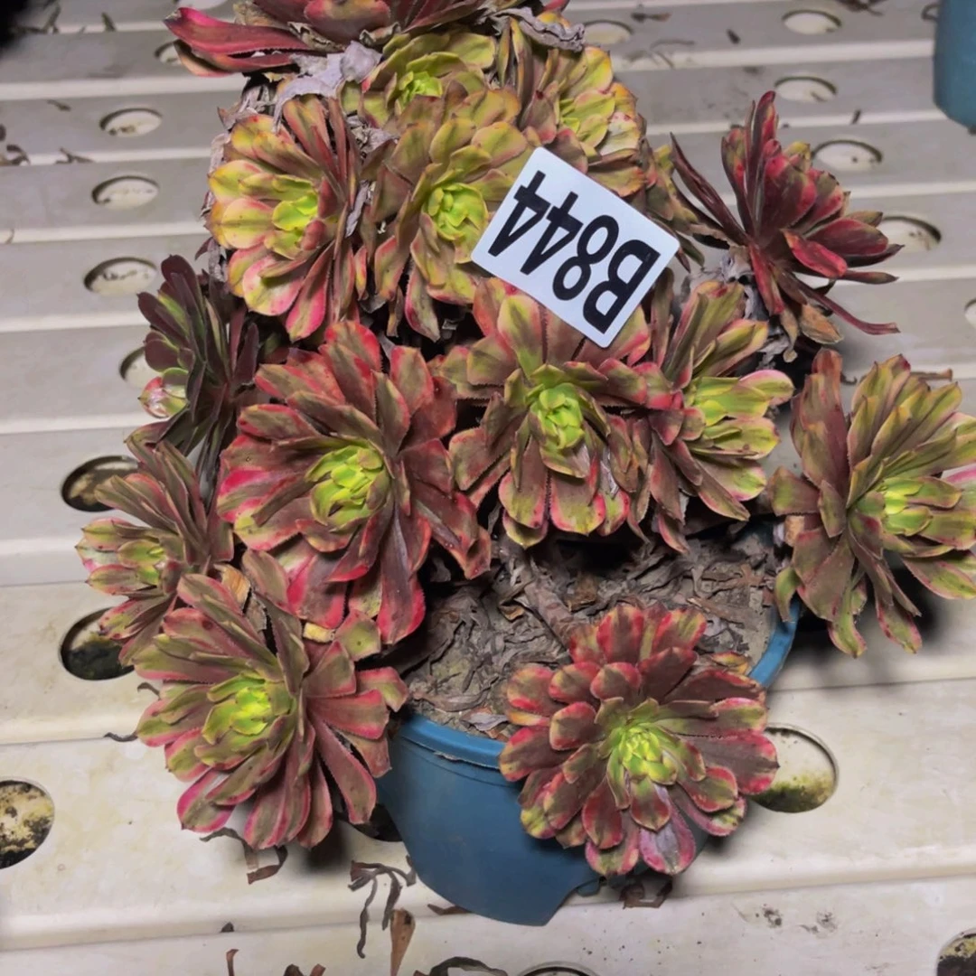 粉黛变异7//////////41包邮