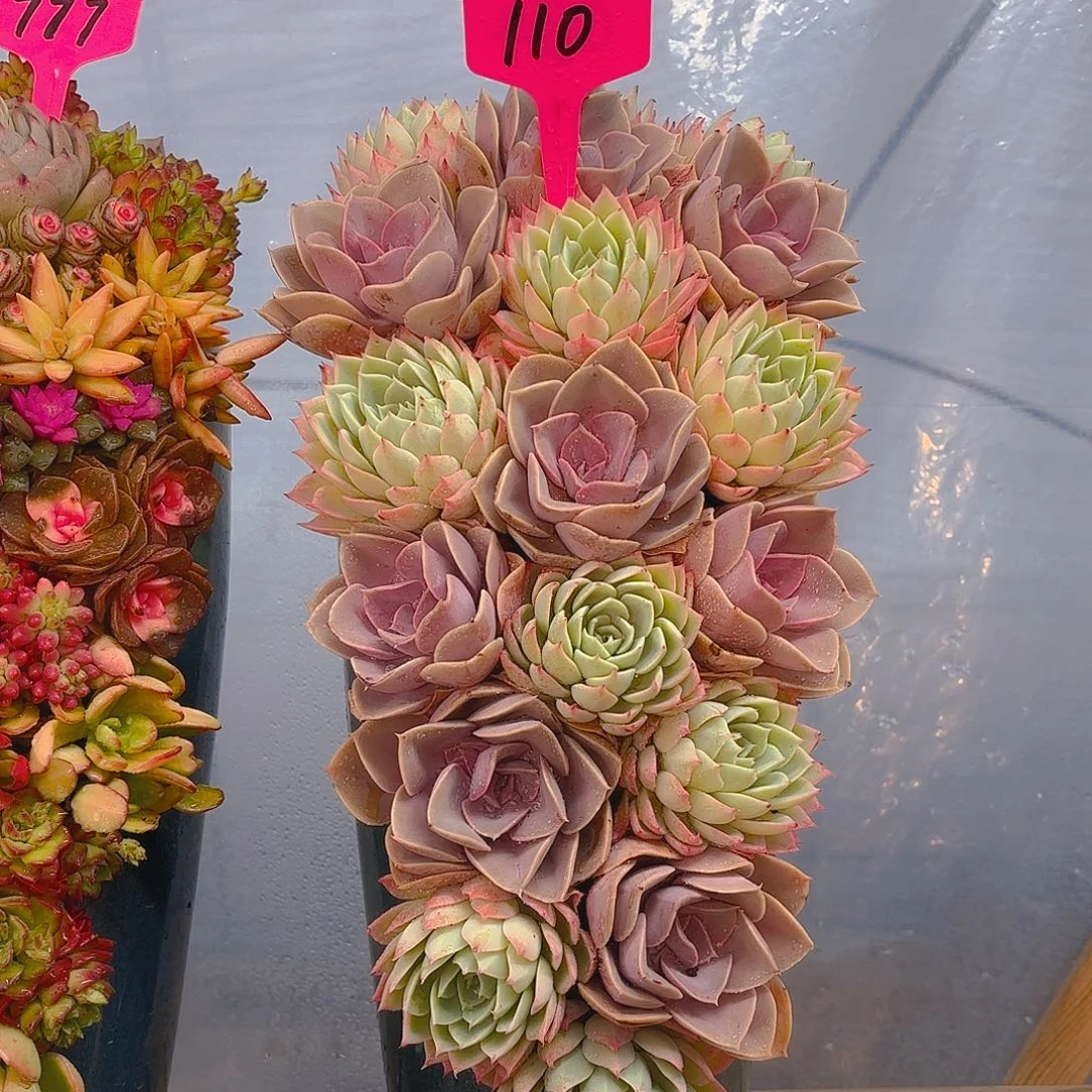 2盆三色玫瑰多肉