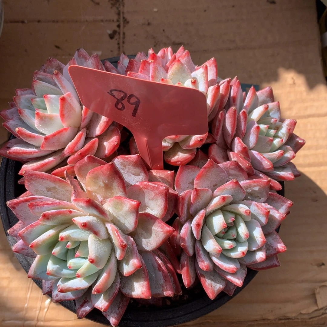 粉蓝鸟272772828282