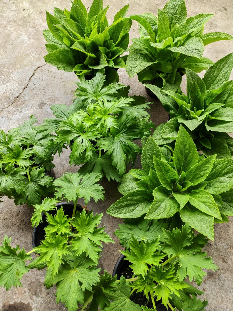 毛地黄花苗花园线性花卉庭院好养花期长