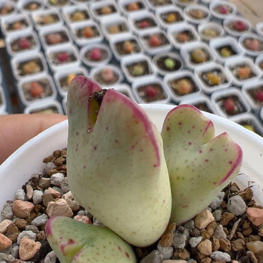 136多肉植物百科知识