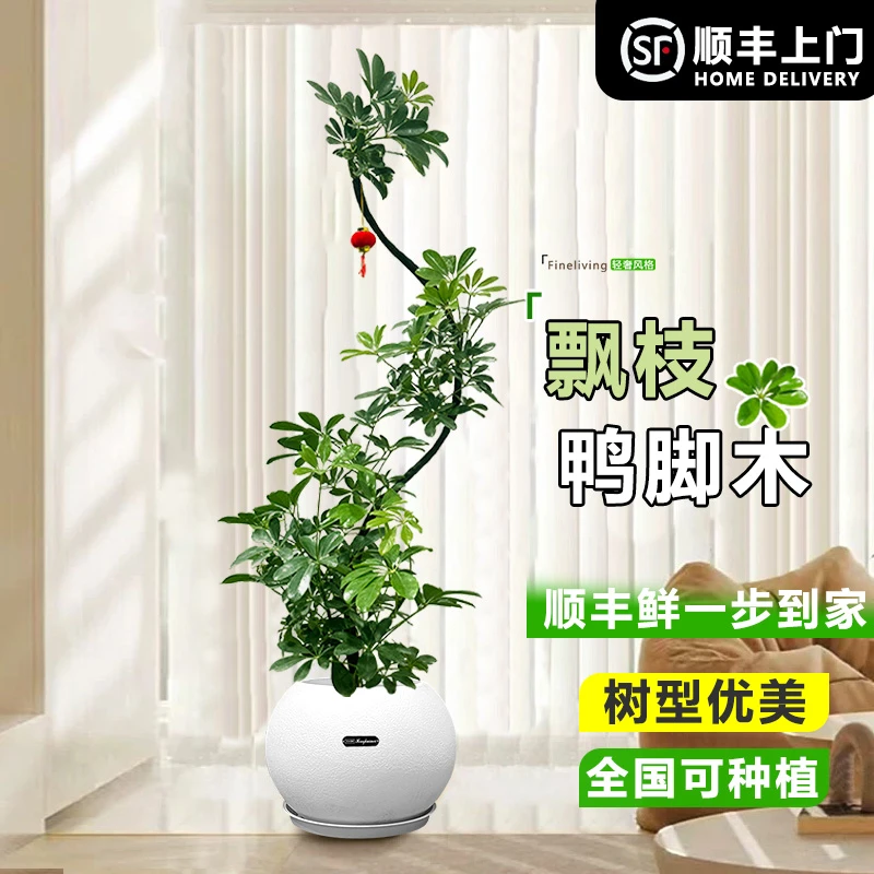 造型鸭脚木大盆栽室内绿植办公室客厅新房大型鸭脚木大盆栽绿植