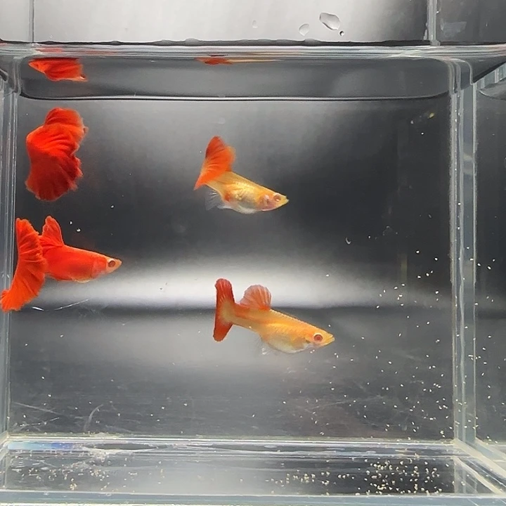孔雀鱼血红半月尾2对