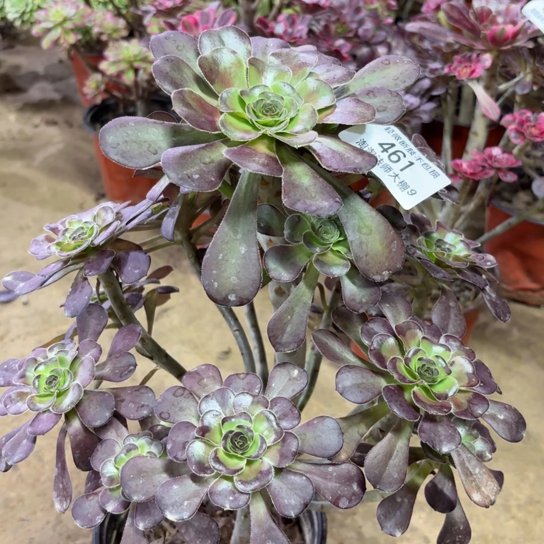 461圆叶黑法师多肉植物法师