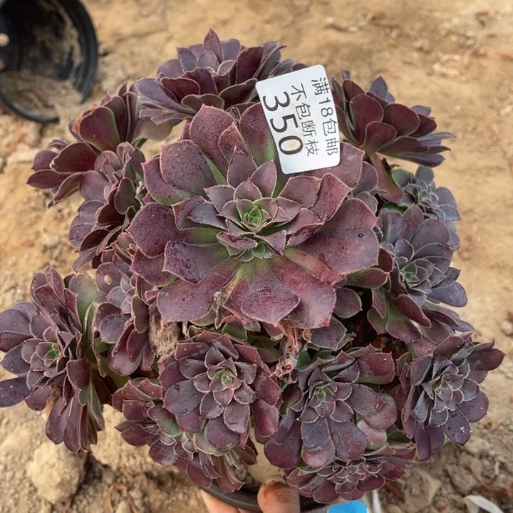 350荷兰玫瑰手捧4法师