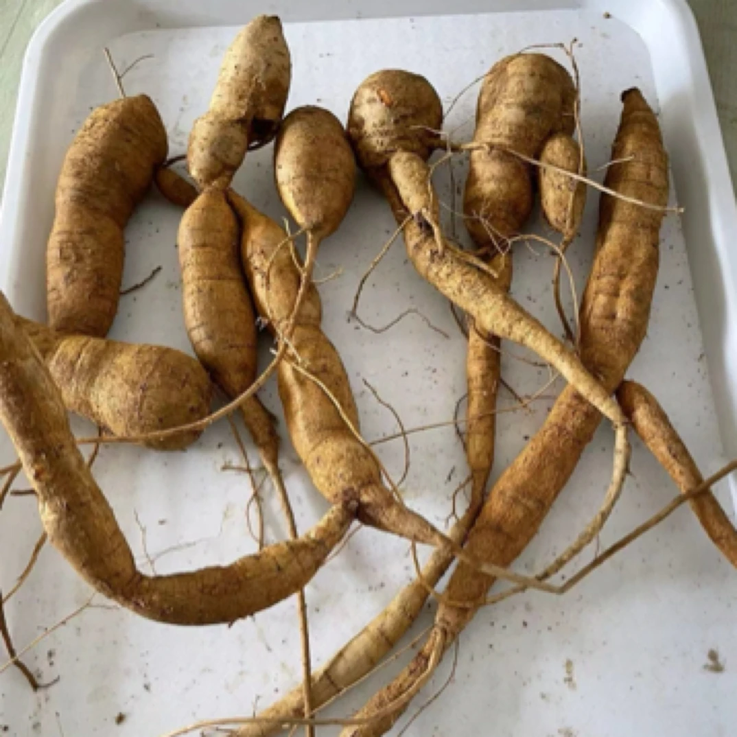 【竹林甘草牛大力】新鲜现挖小叶甘草牛大力薯生鲜类农产品