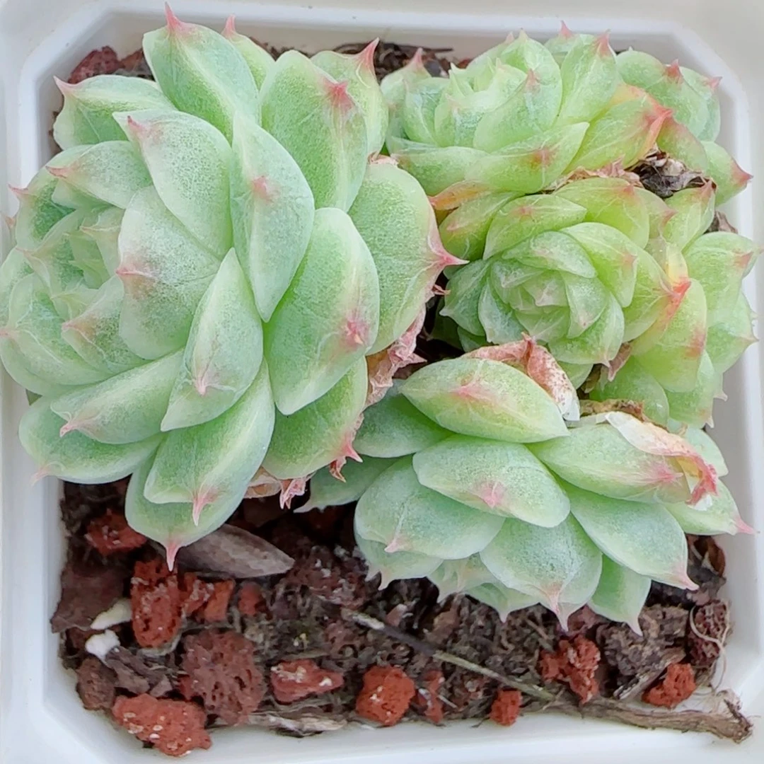 ****空花语逸镜0917-35散