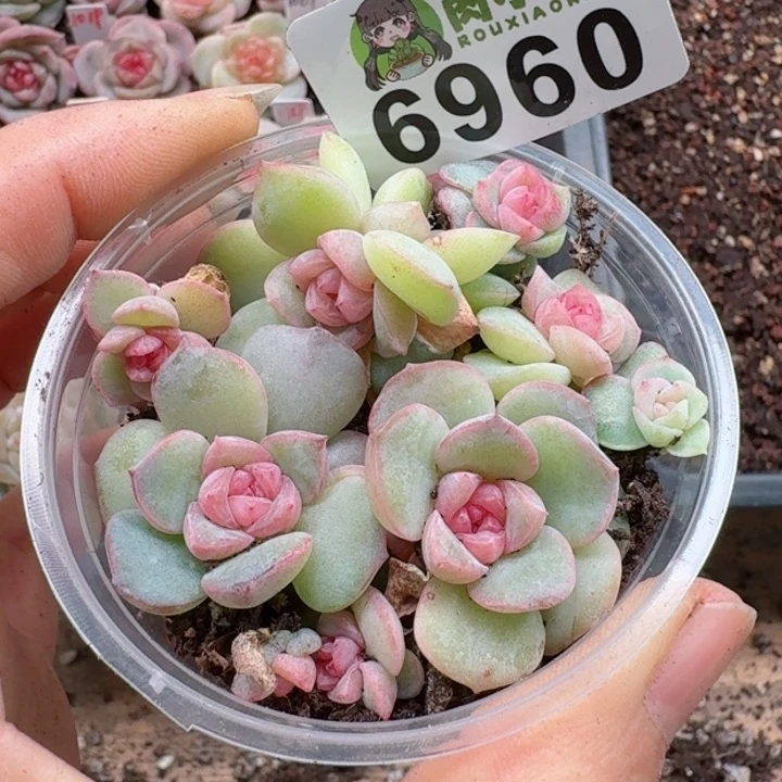 c*i多肉植物多肉植物