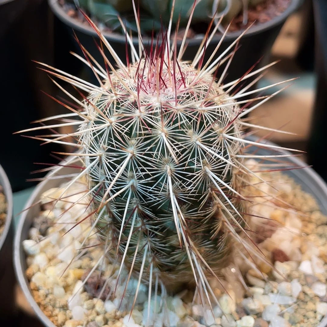 仙人球鹿角柱属白虹司虾4.3厘米