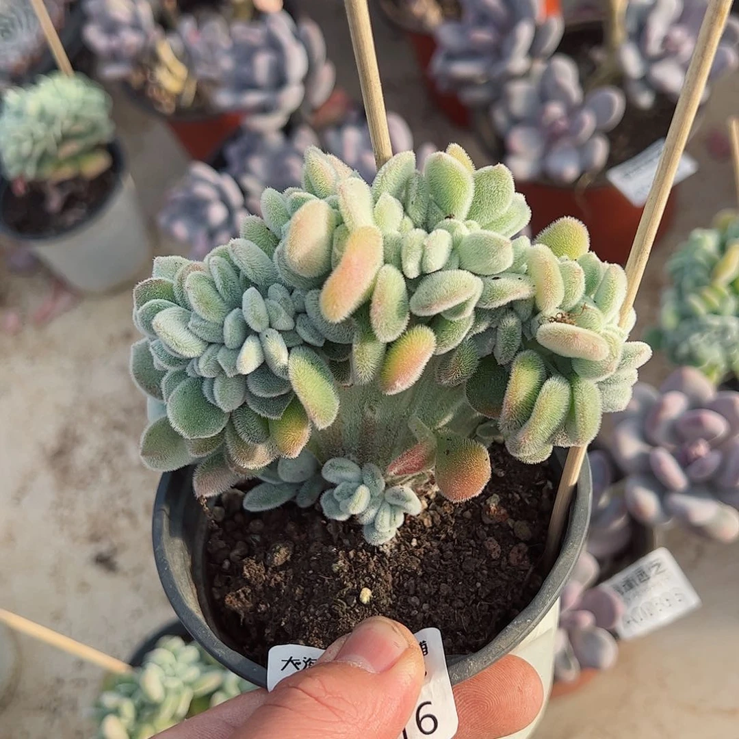 雪晃星缀化120杯