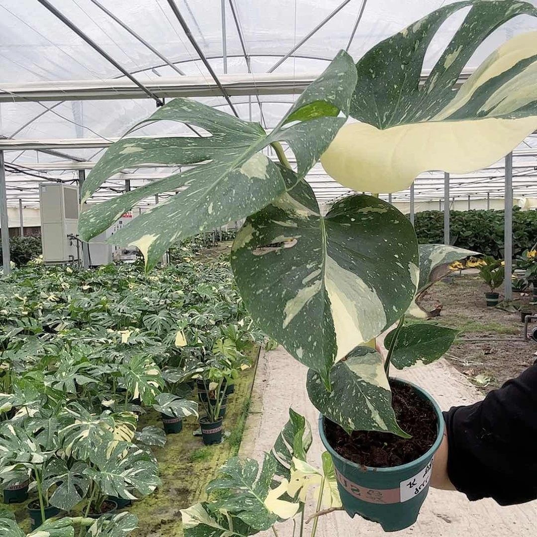 完全开放偏***你洒金111111