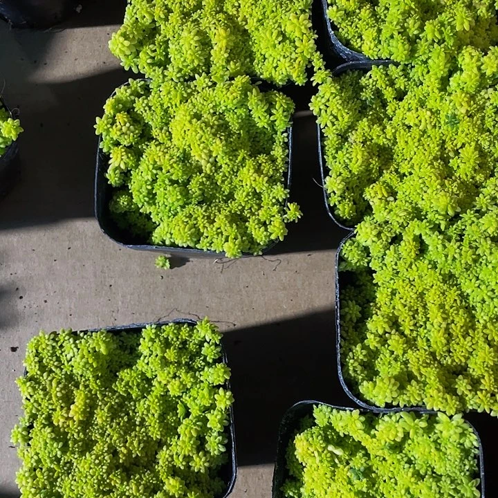 黄金草2.5带土发