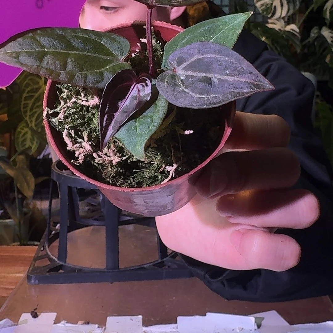 不开花植物G510绝绝紫