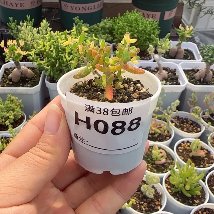 多肉植物枝干假飞机猪