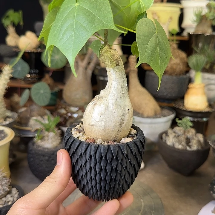 一物一拍泰国火桐160