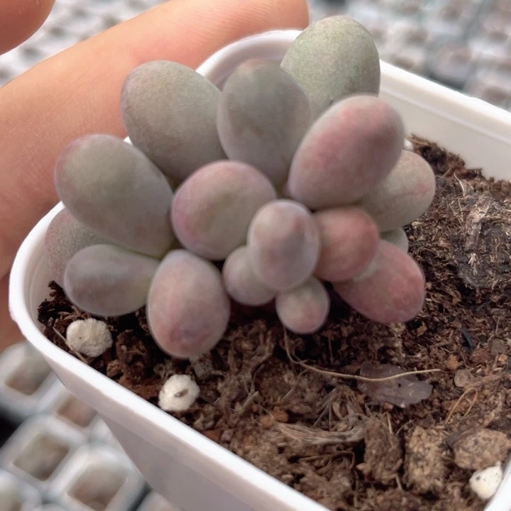 一我一哦满18包邮