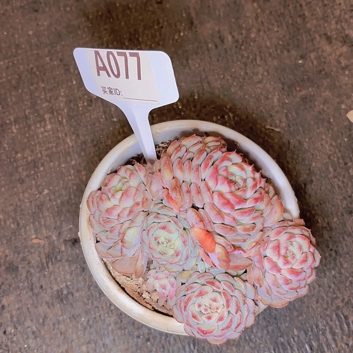 E*白胖子一物一拍A077