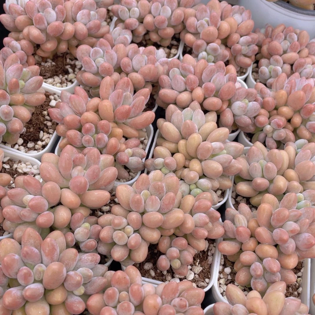 量拍42号 汤圆小群生一个