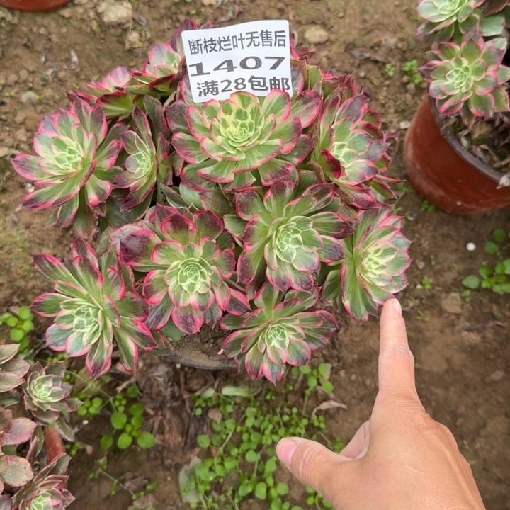 1407二号棚万花筒B