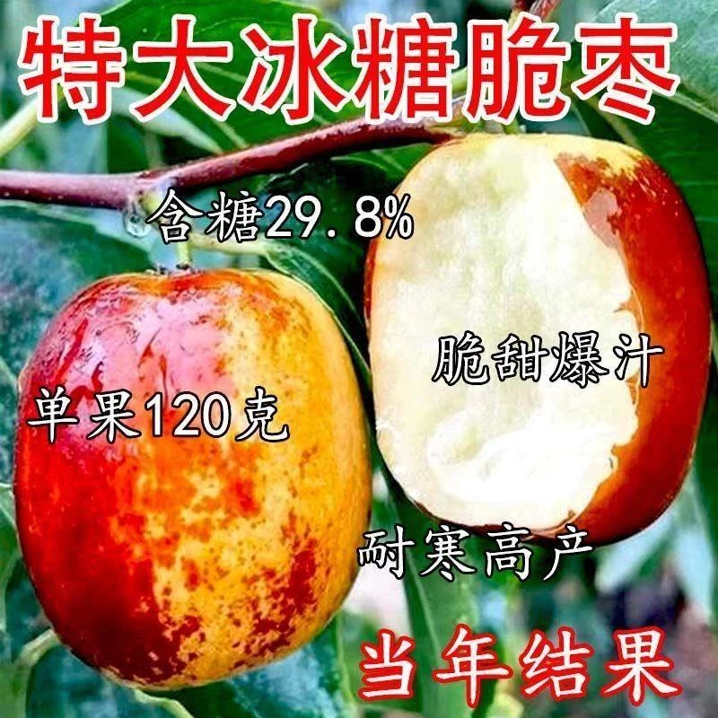 枣树树苗新品种特大冰糖脆枣苗耐寒耐旱当年结果南北方种植果树苗
