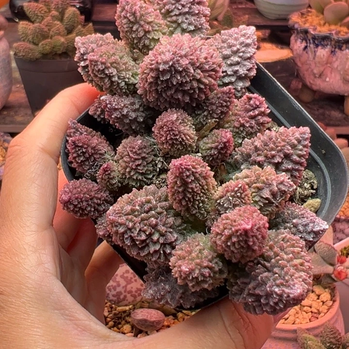 朱紫玉。